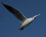 Birsen Kurtuldu fotoraflar fotoraf galerisi. 