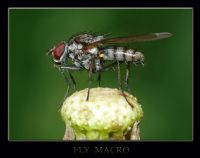 Fly Macro - Fotoraf: Gurcan 052 fotoraflar fotoraf galerisi. 
