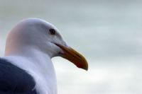 Alcatraz n Yeni Sakinleri - Fotoraf: Biologus Biologus fotoraflar fotoraf galerisi. 