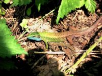 Lacerta Viridis 2 - Fotoraf: Kubilay Turan fotoraflar fotoraf galerisi. 