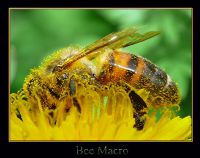 Bee Macro - Fotoraf: Gurcan 052 fotoraflar fotoraf galerisi. 