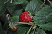 Strawberry - Fotoraf: Serkan Akdemir fotoraflar fotoraf galerisi. 