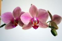 Orkide1