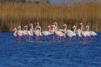 Flamingo - Fotoraf: Kenan Talas fotoraflar fotoraf galerisi. 