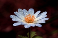 Yoğurt Çiçeği (anemone Blanda) - Fotoğraf: Ertan Ertem fotoğrafları fotoğraf galerisi. 