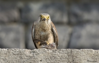 Kerkenez  Falco Tinnunculus  Common Kestrel - Fotoraf: Orhan Kay fotoraflar fotoraf galerisi. 