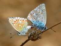 Kelebekler 2012
