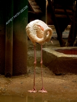 Flamingo - Fotoraf: Ahmet Fatih Gildir fotoraflar fotoraf galerisi. 