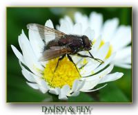 Daisy & Fly - Fotoraf: Gurcan 052 fotoraflar fotoraf galerisi. 