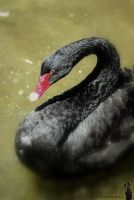 Black Swan - Fotoraf: Kamena Ayval fotoraflar fotoraf galerisi. 