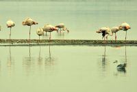 Cezal Flamingolar - Fotoraf: Cemal Ercan fotoraflar fotoraf galerisi. 