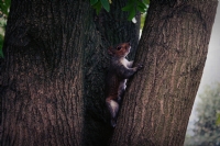 Squirrel - Fotoraf: Seda Fidan fotoraflar fotoraf galerisi. 