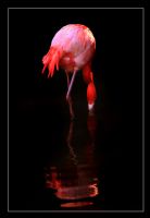 Flamingo - Fotoraf: zlem Arabac fotoraflar fotoraf galerisi. 