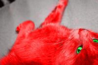 Red Cat - Fotoraf: Fatmanur Er fotoraflar fotoraf galerisi. 