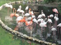 Flamingolar - Fotoraf: sik Ercan fotoraflar fotoraf galerisi. 