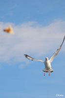 Simit Ve Mart - Fotoraf: Okan Yldrm fotoraflar fotoraf galerisi. 