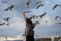 Ellerimle Beslediim Martlar - Fotoraf: Mehmet Kazanc fotoraflar fotoraf galerisi. 