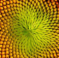 Matematiin Bylesi (fibonacci Dizisi)