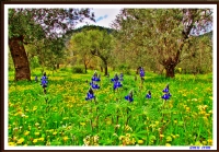 Kazdalar Hdr