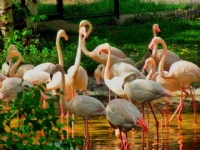 Flamingolar :) Atatrk Orman iftliinden.. - Fotoraf: Nebahat Yiit fotoraflar fotoraf galerisi. 