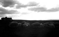 Koyunlar Ve Kuzular_6