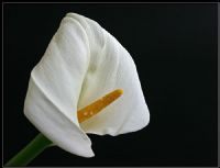 Calla Lily I