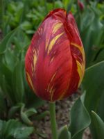 Tulipa (lale)*