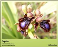 Orkide - Fotoraf: Yc Can fotoraflar fotoraf galerisi. 
