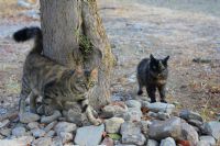 Kediler Birlikte Gezer