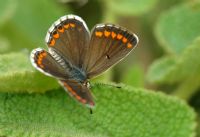 ok Gzl Esmer(aricia Agestis) - Fotoraf: Fatma Cinkara fotoraflar fotoraf galerisi. 