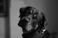 Rottweiler - Fotoraf: Caner Bien fotoraflar fotoraf galerisi. 