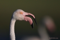 Flamingo/ Greater Flamingo / Phoenicopterus Roseus - Fotoğraf: Zafer Tekin fotoğrafları fotoğraf galerisi. 