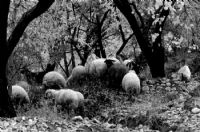 Koyunlar Ve Kuzular_7