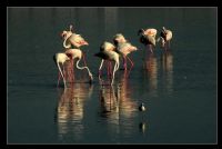 Flamingolar - Fotoraf: Hlya Terziolu fotoraflar fotoraf galerisi. 