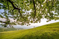 Yeşile Boyanan Yeryüzü - Fotoğraf: Bekir Karaca fotoğrafları fotoğraf galerisi. 