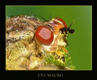 Eye Macro - Fotoraf: Gurcan 052 fotoraflar fotoraf galerisi. 