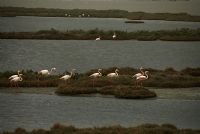 Flamingo - Fotoraf: Ural Ensar fotoraflar fotoraf galerisi. 