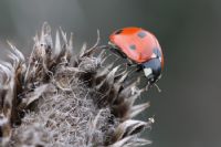 Ladybird - Fotoraf: Hasan Balar fotoraflar fotoraf galerisi. 