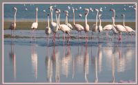 Flamingolar - Fotoraf: Yasemin Gne fotoraflar fotoraf galerisi. 