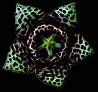 Hannibal’s Enigmatical Flower - Fotoraf: Atlm Glen fotoraflar fotoraf galerisi. 