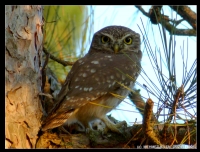 Kukumav - Little Owl - Athene Noctua