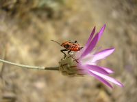 Lygaeus Kalmii - Fotoraf: Abdullah   fotoraflar fotoraf galerisi. 