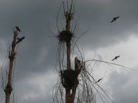 Kargalar - Foto�raf: Selim Ak�akaya foto�raflar� foto�raf galerisi. 