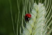 Baak&uurbcei - Fotoraf: Mahsum lhan fotoraflar fotoraf galerisi. 