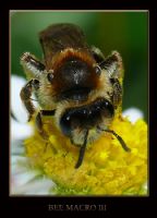 Bee Macro I - Fotoraf: Gurcan 052 fotoraflar fotoraf galerisi. 