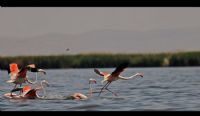 Eber’in Flamingolar