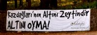 Zeytin Gzlm
