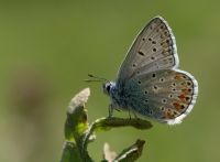 Çokgözlü Mavi (polyommatus İcarus) - Fotoğraf: Ertan Ertem fotoğrafları fotoğraf galerisi. 