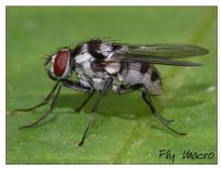 Fly Macro