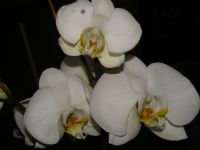 Orkide iegi